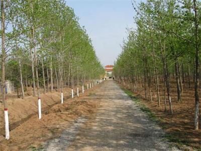 移栽銀杏樹過(guò)程，保證其成活的五大要點(diǎn)