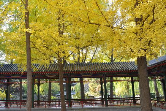 銀杏樹為什么那么珍貴？