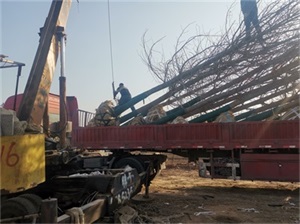 銀杏樹能截頭嗎？去樹頭有影響嗎？